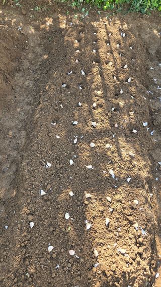 윤두현님의 기타작물 · 영농일지 작성글 사진