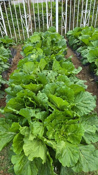 윤두현님의 기타작물 · 영농일지 작성글 사진