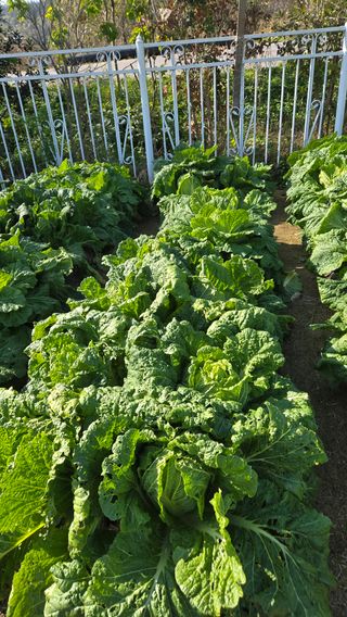 윤두현님의 기타작물 · 영농일지 작성글 사진