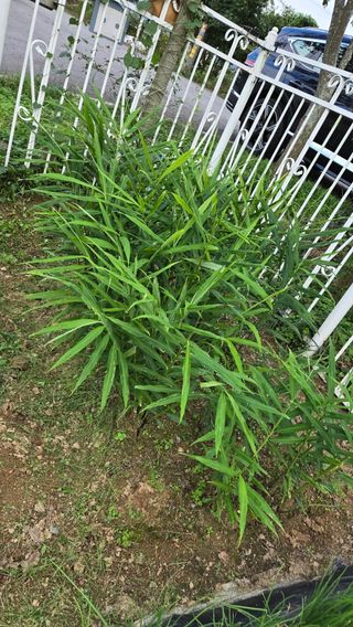 윤두현님의 기타작물 · 영농일지 작성글 사진