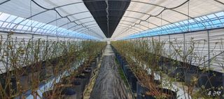 류근택님의 블루베리 · 영농일지 작성글 사진