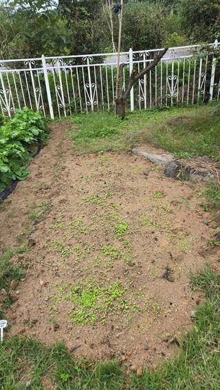 윤두현님의 기타작물 · 영농일지 작성글 사진