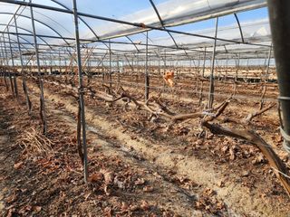 잘살아보세님의 포도 · 영농일지 작성글 사진