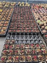 팜모닝 기타작물·영농일지 게시글 이미지