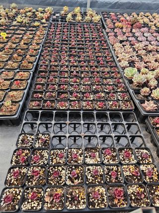 신상섭님의 기타작물 · 영농일지 작성글 사진