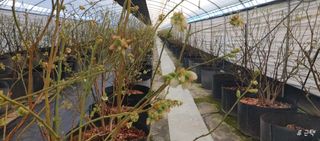 류근택님의 블루베리 · 영농일지 작성글 사진