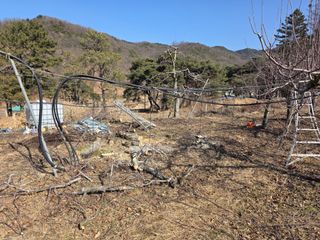 김재현님의 사과 · 영농일지 작성글 사진