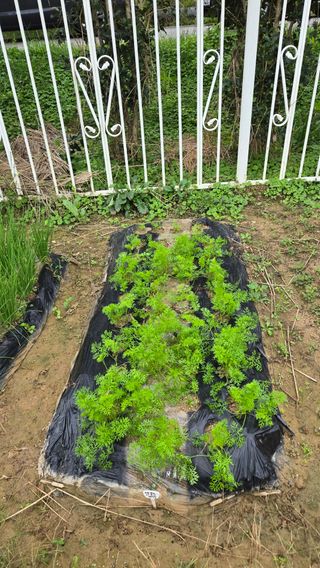 윤두현님의 기타작물 · 영농일지 작성글 사진