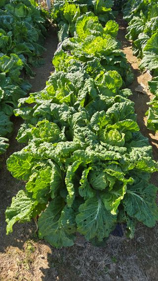 윤두현님의 기타작물 · 영농일지 작성글 사진