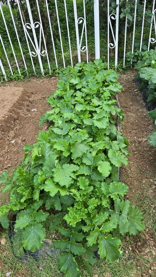 윤두현님의 기타작물 · 영농일지 작성글 사진