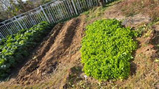 윤두현님의 기타작물 · 영농일지 작성글 사진