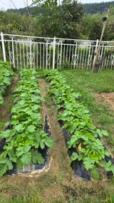 팜모닝 기타작물·영농일지 게시글 이미지