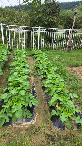 윤두현님의 기타작물 · 영농일지 작성글 사진