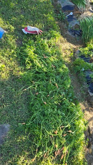 윤두현님의 기타작물 · 영농일지 작성글 사진