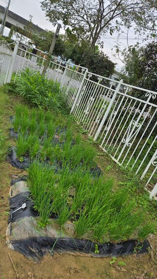 윤두현님의 기타작물 · 영농일지 작성글 사진