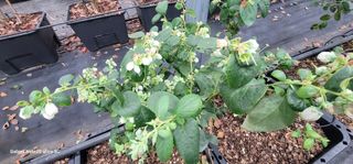 나산 블루베리농원님의 블루베리 · 영농일지 작성글 사진