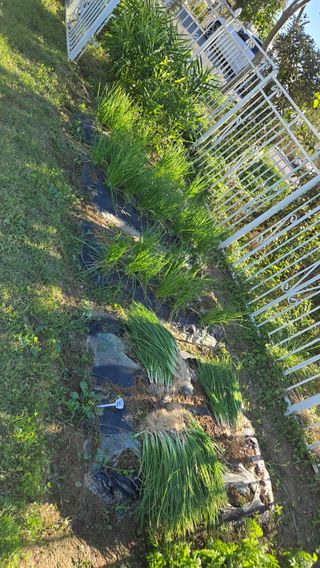 윤두현님의 기타작물 · 영농일지 작성글 사진