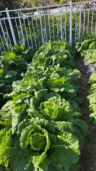 윤두현님의 기타작물 · 영농일지 작성글 사진