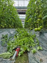 팜모닝 토마토·영농일지 게시글 이미지