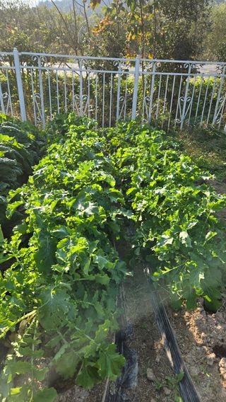 윤두현님의 기타작물 · 영농일지 작성글 사진