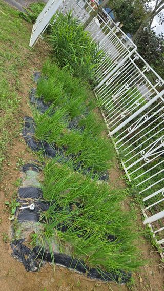 윤두현님의 기타작물 · 영농일지 작성글 사진