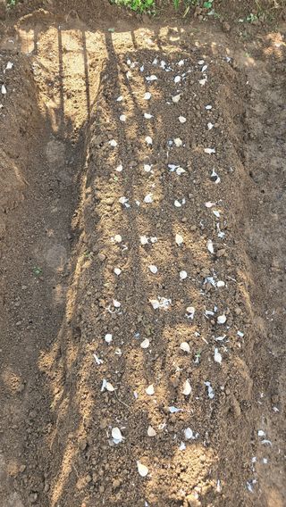 윤두현님의 기타작물 · 영농일지 작성글 사진