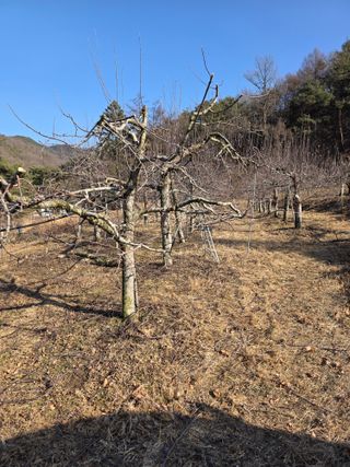 김재현님의 사과 · 영농일지 작성글 사진