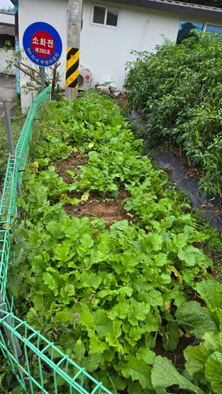 윤두현님의 기타작물 · 영농일지 작성글 사진