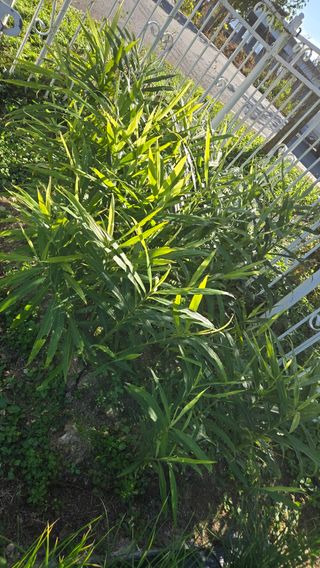 윤두현님의 기타작물 · 영농일지 작성글 사진