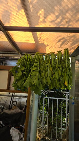 윤두현님의 기타작물 · 영농일지 작성글 사진