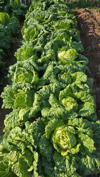 윤두현님의 기타작물 · 영농일지 작성글 사진