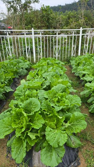 윤두현님의 기타작물 · 영농일지 작성글 사진