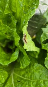 팜모닝 기타작물·영농일지 게시글 이미지