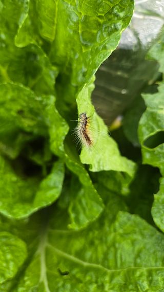 윤두현님의 기타작물 · 영농일지 작성글 사진