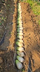 팜모닝 기타작물·영농일지 게시글 이미지