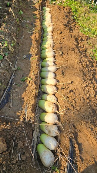 윤두현님의 기타작물 · 영농일지 작성글 사진