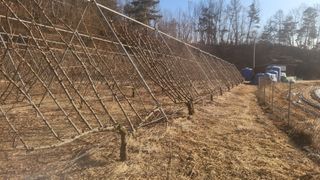 김준한님의 자두 · 영농일지 작성글 사진