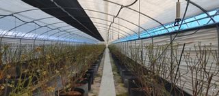 류근택님의 블루베리 · 영농일지 작성글 사진