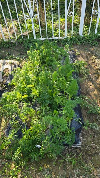 윤두현님의 기타작물 · 영농일지 작성글 사진