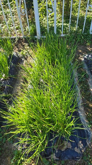 윤두현님의 기타작물 · 영농일지 작성글 사진