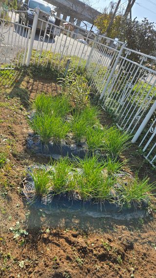 윤두현님의 기타작물 · 영농일지 작성글 사진