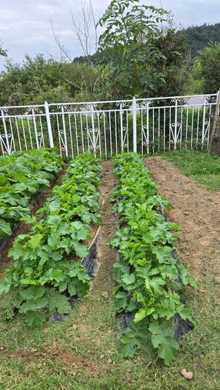 윤두현님의 기타작물 · 영농일지 작성글 사진