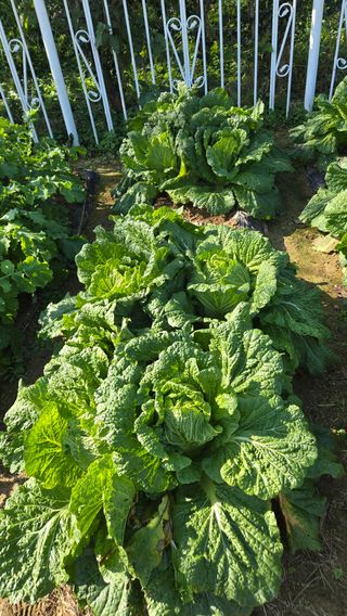 윤두현님의 기타작물 · 영농일지 작성글 사진