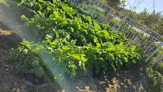 윤두현님의 기타작물 · 영농일지 작성글 사진