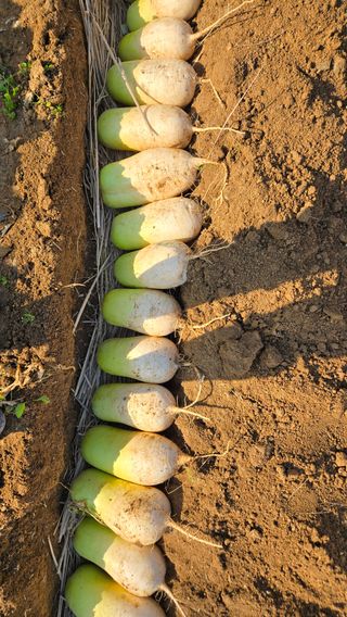 윤두현님의 기타작물 · 영농일지 작성글 사진