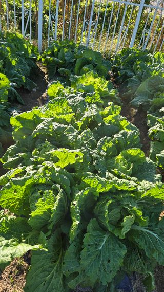 윤두현님의 기타작물 · 영농일지 작성글 사진