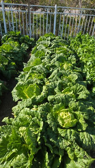 윤두현님의 기타작물 · 영농일지 작성글 사진