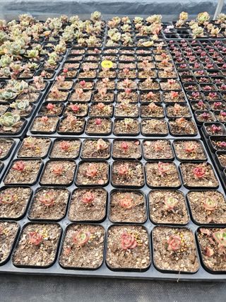 신상섭님의 기타작물 · 영농일지 작성글 사진