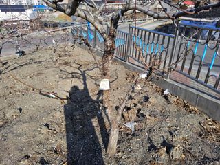 김용대님의 기타작물 · 영농일지 작성글 사진