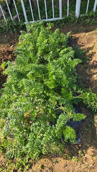 윤두현님의 기타작물 · 영농일지 작성글 사진